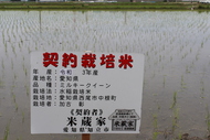 低農薬栽培米　 愛知県産　ミルキークイーン