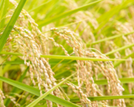 7年産 無農薬栽培米 愛知あいちのかおり