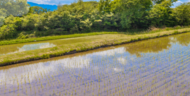 7年産　愛知県産　あいちのこころ