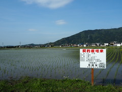 令和2年産　ぼかし栽培米　三重こしひかり