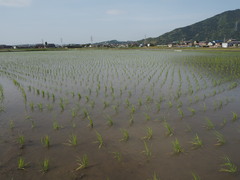 令和2年産　ぼかし栽培米　三重こしひかり