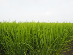 令和2年産　こめヌカ栽培米　栽培状況