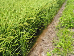 2年産　低農薬栽培米　愛知ミルキークイーン　栽培状況