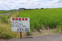 こめヌカ栽培米　愛知あいちのかおり