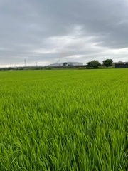 令和4年産　愛知ミルキークイーン